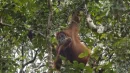 Populacja licząca zaledwie 800 osobników sprawia, że orangutany Tapanuli są zatem najbardziej zagrożonym gatunkiem małp człekokształtnych.