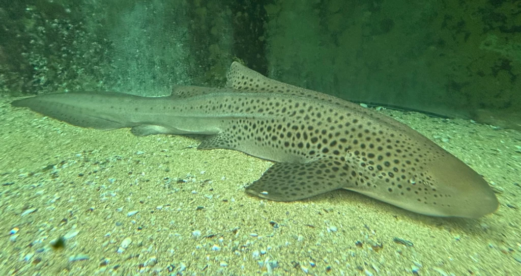 Stegostoma tigrinum, rekin brodaty Stegostoma tigrinum, rekin brodaty