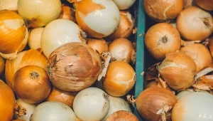 Teściowa przechowuje cebulę tylko w ten sposób. Jest świeża nawet pół roku 