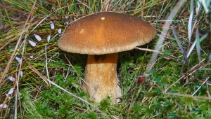 Grzybiarze często go omijają. Jest niedoceniany, a ma swoje zalety