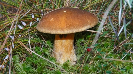 Maślak pstry często jest pomijany przez grzybiarzy