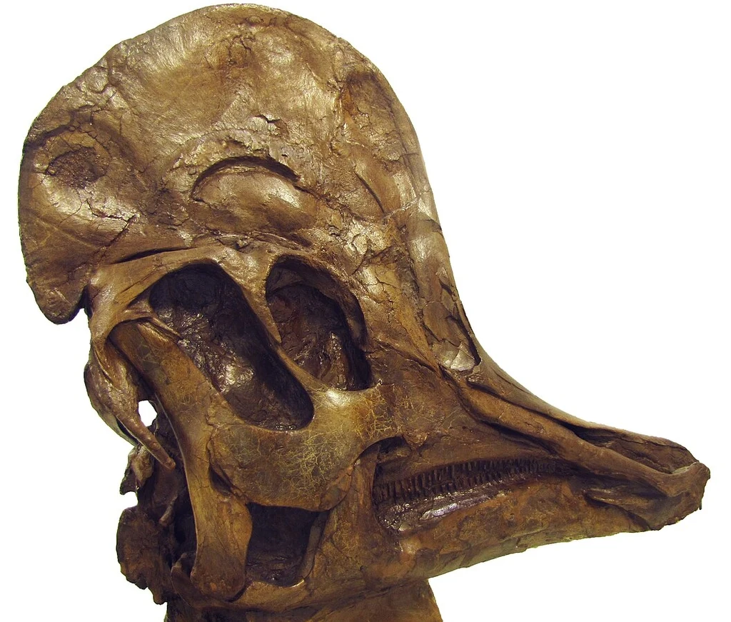 Skamieniała czaszka dinozaura z charakterystycznym wydłużonym dziobem i licznymi otworami w kościach, ukazująca szczegóły budowy anatomicznej prehistorycznego zwierzęcia.