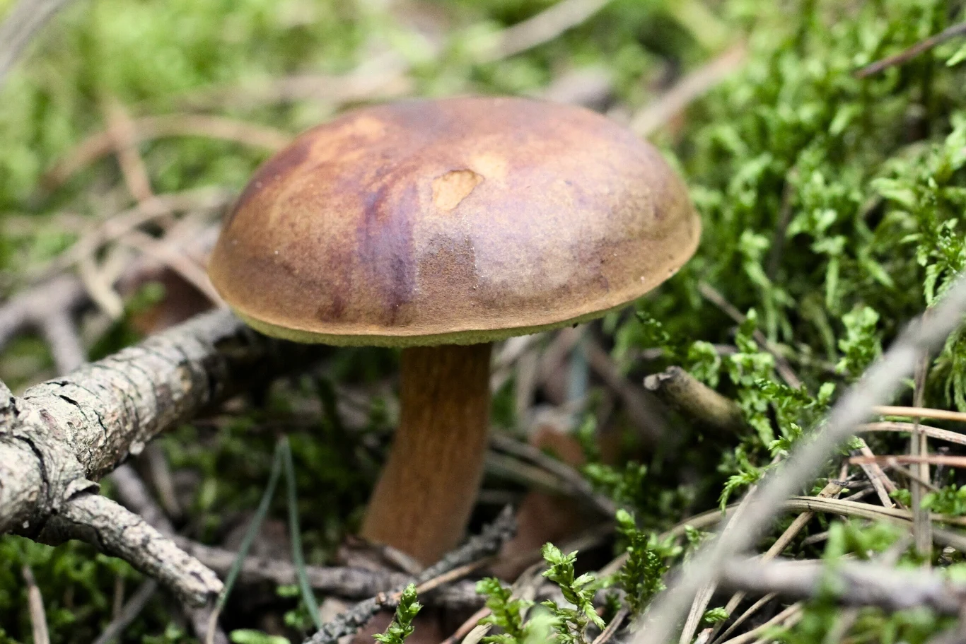 Gdzie szukać podgrzybków? Doświadczeni grzybiarze, wiedzą w jakich miejscach rośnie ich najwięcej.