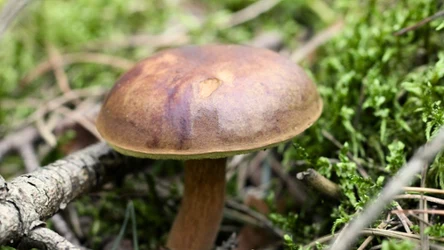 Gdzie szukać podgrzybków? Doświadczeni grzybiarze, wiedzą w jakich miejscach rośnie ich najwięcej.