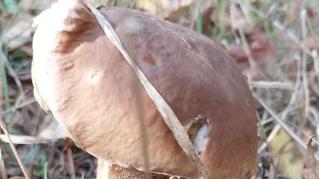 Brązowy borowik szlachetny rośnie wśród suchych liści i traw na leśnej ściółce, oświetlony naturalnym światłem.