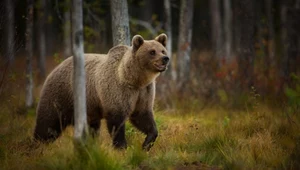 Podręczniki trzeba pisać na nowo? Myliliśmy się co diety niedźwiedzi