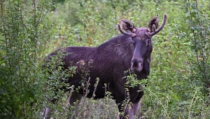 Łoś Emil na celowniku władz. Zwierzę uśpiono i przeniesiono w inne miejsce