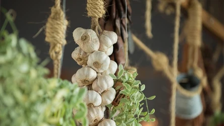 Dlaczego warto powiesić czosnek na balkonie?