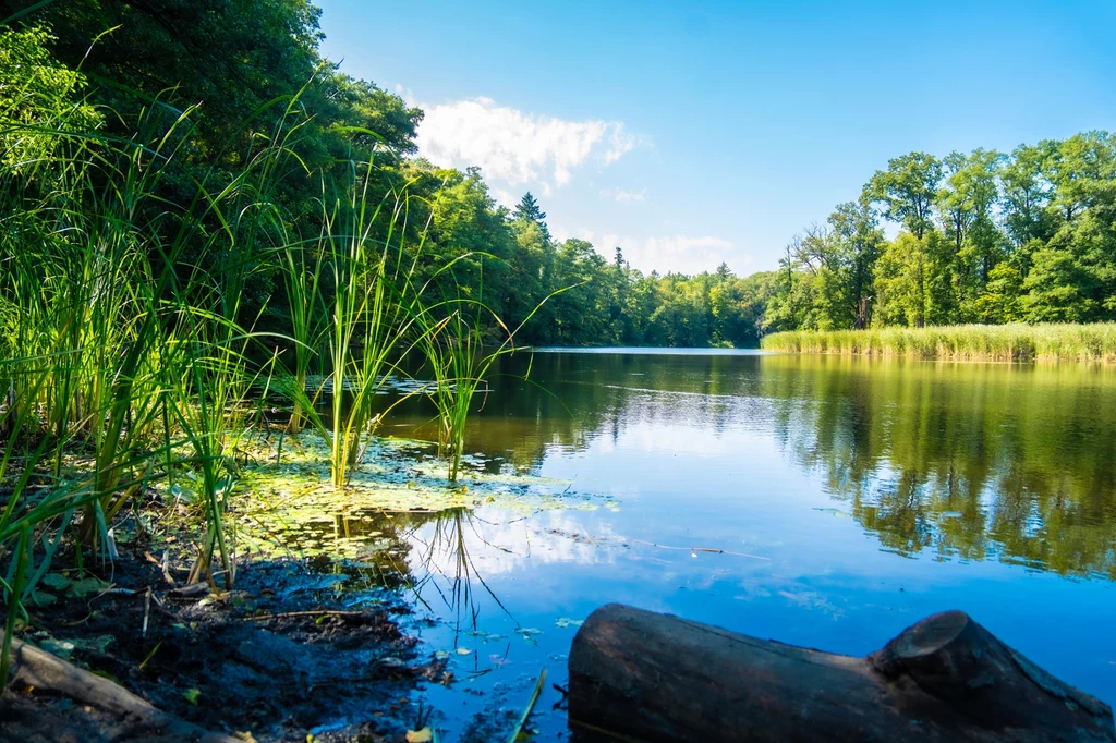 Brzeg jeziora porośnięty trawami i trzcinami, lustrzana powierzchnia wody odbijająca niebo oraz otaczające drzewa, w tle gęsty las pod błękitnym niebem z rzadkimi chmurami