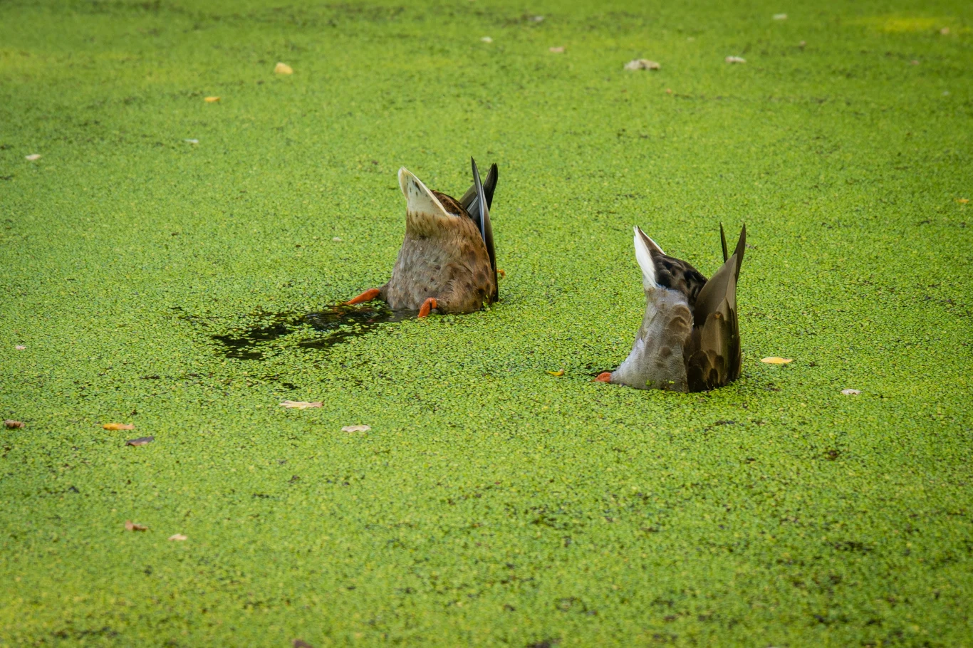 Dwa kaczki żerujące w stawie pokrytym zielonymi roślinami wodnymi, wystają jedynie ich ogony i tylna część ciała podczas nurkowania po pokarm.