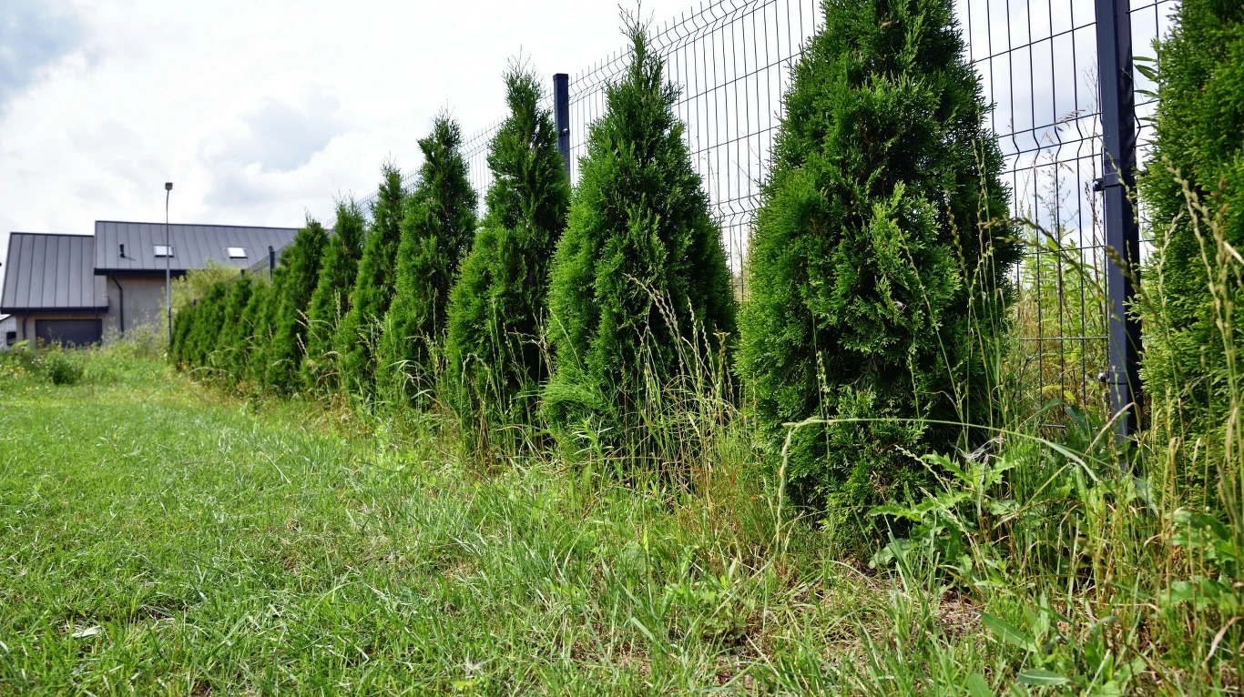 Szpaler gęsto posadzonych tuj graniczących z metalowym ogrodzeniem, w tle widoczny fragment domu z dachem oraz bujna trawa i zieleń wokół.