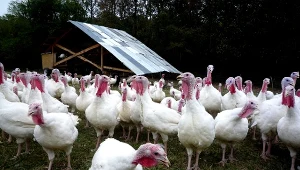 Ogniska ptasiej grypy w woj. warmińsko-mazurskim