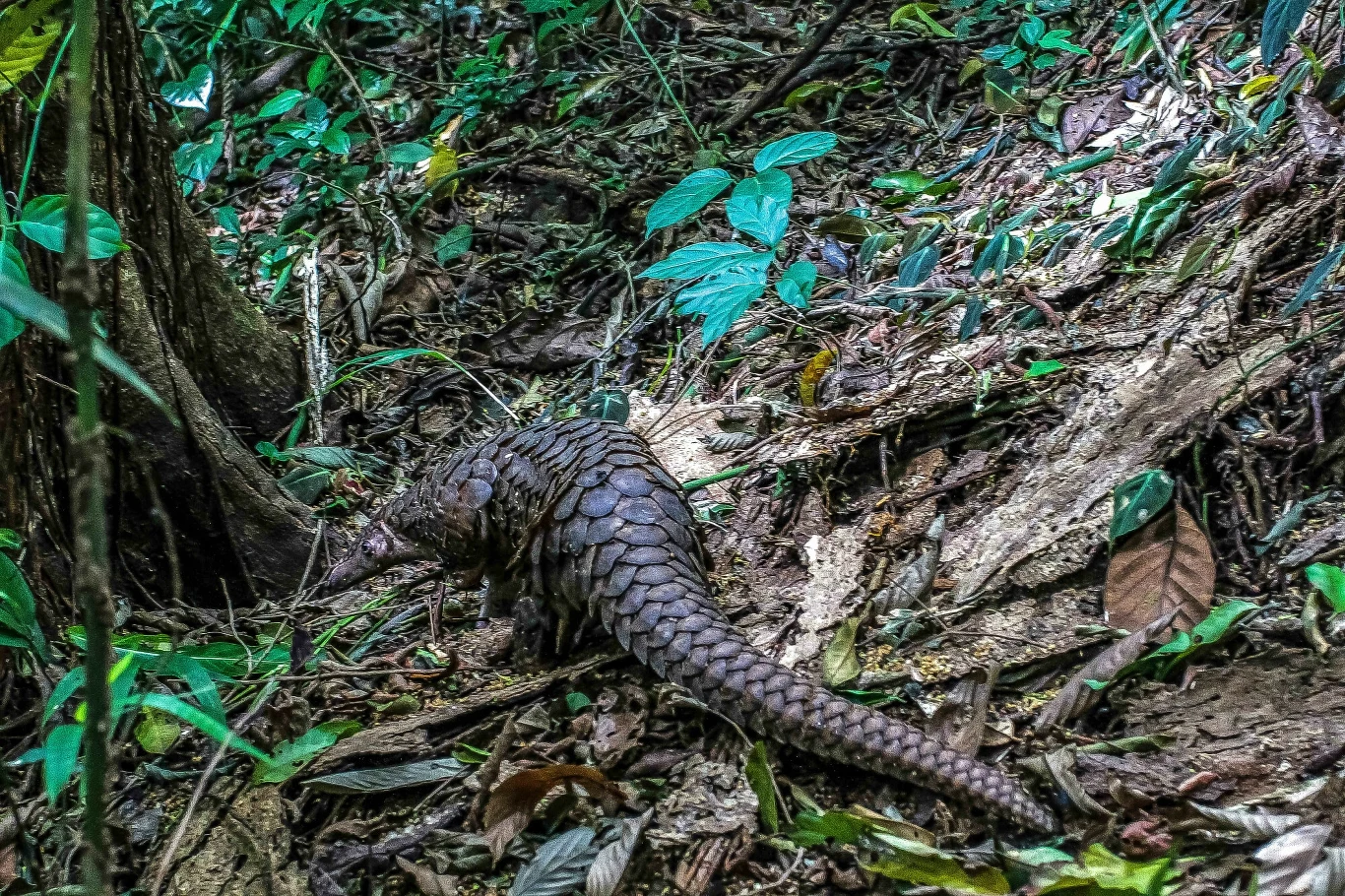 Pangolin przemieszcza się przez wilgotny, gęsto zarośnięty las tropikalny, otoczony zielonymi liśćmi i resztkami opadłych gałęzi.