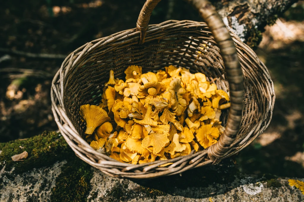 Kosz wypełniony świeżo zebranymi żółtymi kurkami ustawiony na tle naturalnego lasu, widoczne gałęzie i mech podkreślają charakter zbiorów leśnych.