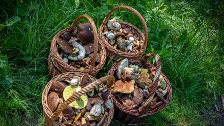 Trwa prawdziwe zatrzęsienie grzybów. Gdzie jest ich najwięcej? 