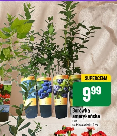 Чорниця
