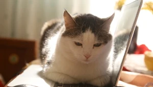 Koty upodobały sobie okolice sprzętów elektronicznych