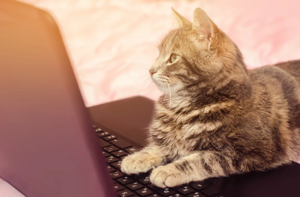Szary kot leży na klawiaturze laptopa z wyrazem zaciekawienia patrząc przed siebie, rozmyte tło w odcieniach różu podkreśla spokojną atmosferę ujęcia.