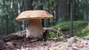 W tym sezonie pojawiają się borowiki ważące nawet dwa kilogramy