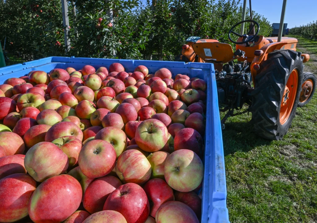 9. miejsce w raporcie Brudna Dwunastka 2025 zajął jeden z głównych towarów eksportowych Polski - jabłka Pełna skrzynia świeżo zebranych czerwonych i zielonych jabłek ustawiona na zielonej trawie przy pomarańczowym traktorze, w tle widać drzewa owocowe sadu oraz fragment nieba.