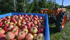 Zarabiają na polskich jabłkach. Niespodziewany efekt zamkniętej granicy
