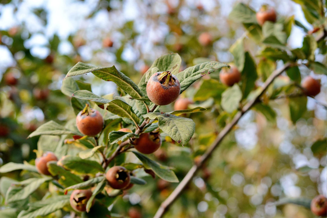 Owoce nieszpułki nabierają pełni smaku dopiero po przemrożeniu, czyli po pierwszych przymrozkach.