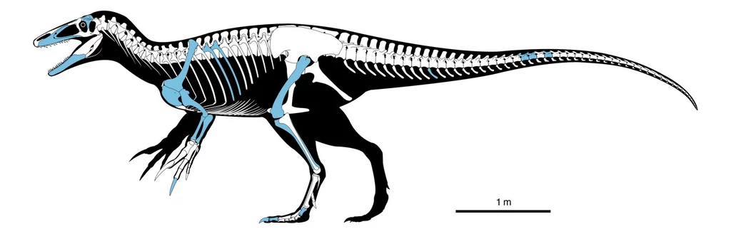 Schemat szkieletu dinozaura z wyróżnionymi na niebiesko odnalezionymi fragmentami kości oraz skalą długości jednego metra.
