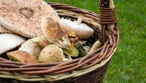 Borowik szlachetny to król polskich grzybów – symbol jesiennego grzybobrania i tradycji kulinarnej, który zachwyca smakiem i aromatem