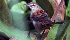 Ten ptak wrócił po 35 latach. Niezwykła obserwacja nad Bałtykiem