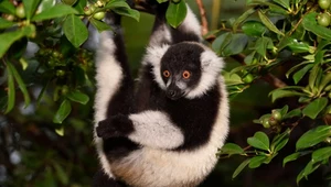 Polskie zoo przekazało radosne wieści. Są rzadkością w naturze i niewoli