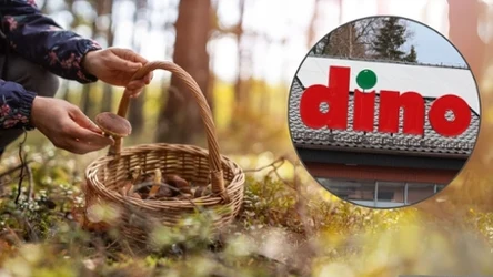 Zestaw grzybiarza w Dino! Idealny na polowanie na prawdziwki