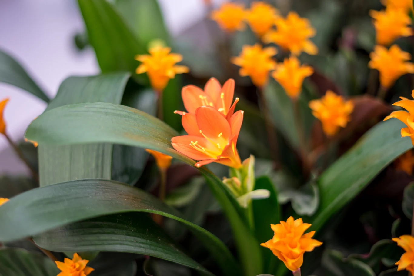 Kliwia to nie tylko ozdoba, ale też roślina długowieczna.