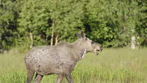 Następca popularnego łosia Emila w Czechach (zdj. ilustracyjne)