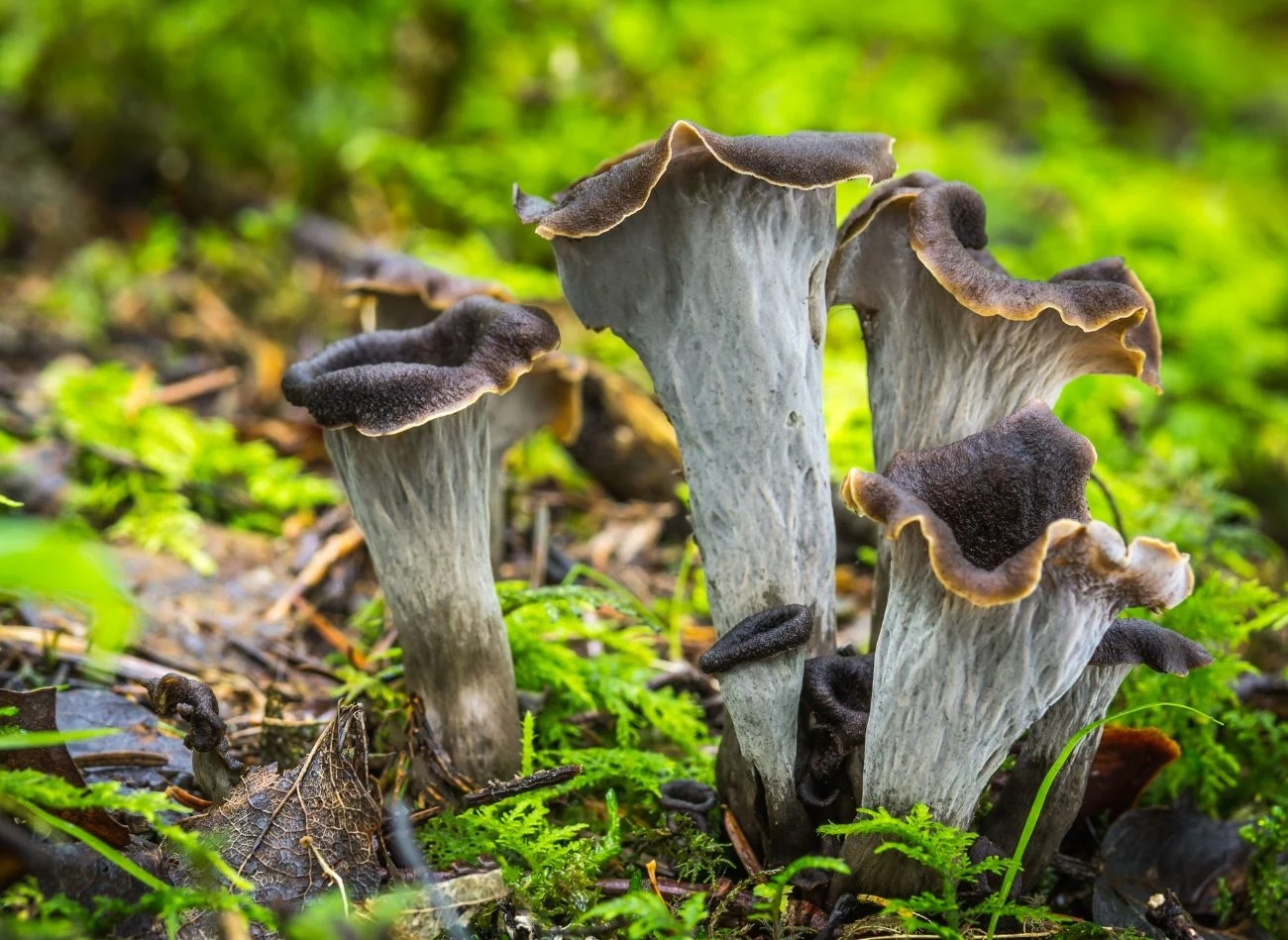 Lejkowiec dęty to jeden z najsmaczniejszych jadalnych grzybów z blaszkami, które często są ignorowane przez początkujących grzybiarzy Lejkowiec dęty to jeden z najsmaczniejszych jadalnych grzybów z blaszkami, które często są ignorowane przez początkujących grzybiarzy