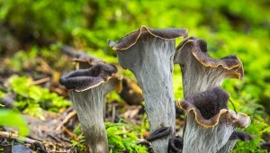 Te grzyby są jadalne, mimo że mają blaszki. Znasz je wszystkie?