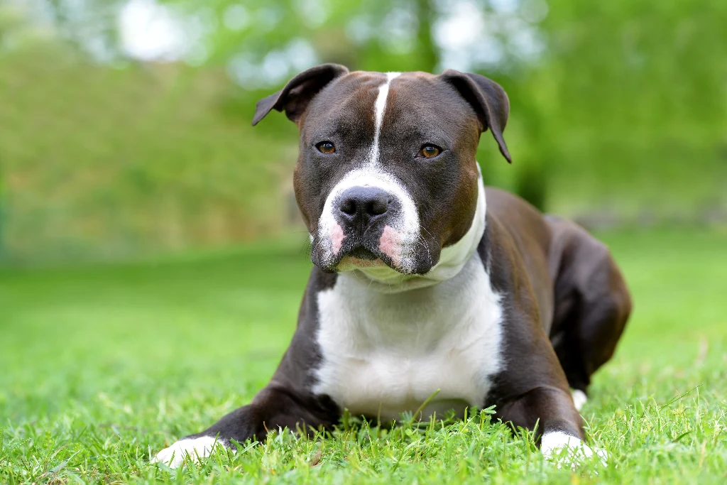 Amstaff zaatakował 14-latkę i jej psa (zdj. ilustracyjne)