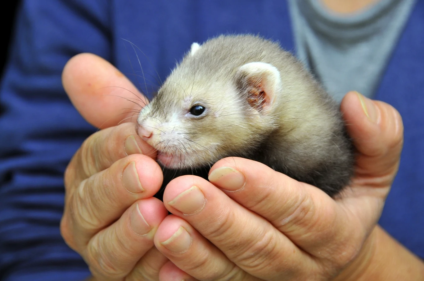 Zakaz hodowli zwierząt na futra coraz bliżej Mały tchórzofretka trzymany delikatnie w ludzkich dłoniach, wyraźnie widoczne futerko i czujny wyraz pyska zwierzęcia.