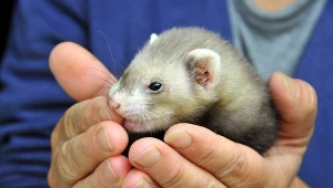 Będzie zakaz hodowli zwierząt na futra? Nawet PSL rozważa poparcie