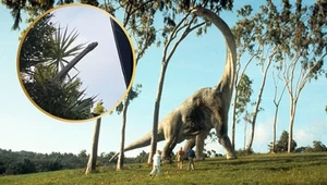 Wyjrzeli przez okno. Myśleli, że to dinozaur, ale prawda była inna
