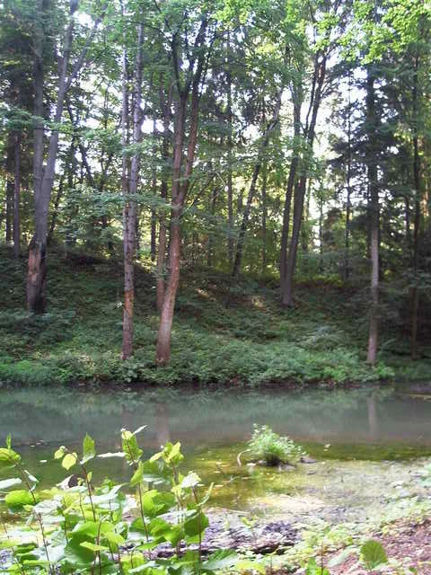 Nad Beskidzkie Morskie Oko czasem ciężko trafić - jezioro częściowo wysycha i zanika latem Leśny staw otoczony gęstą roślinnością i wysokimi drzewami, spokojna powierzchnia wody odbija zieleń otoczenia, w tle widoczny zalesiony brzeg.