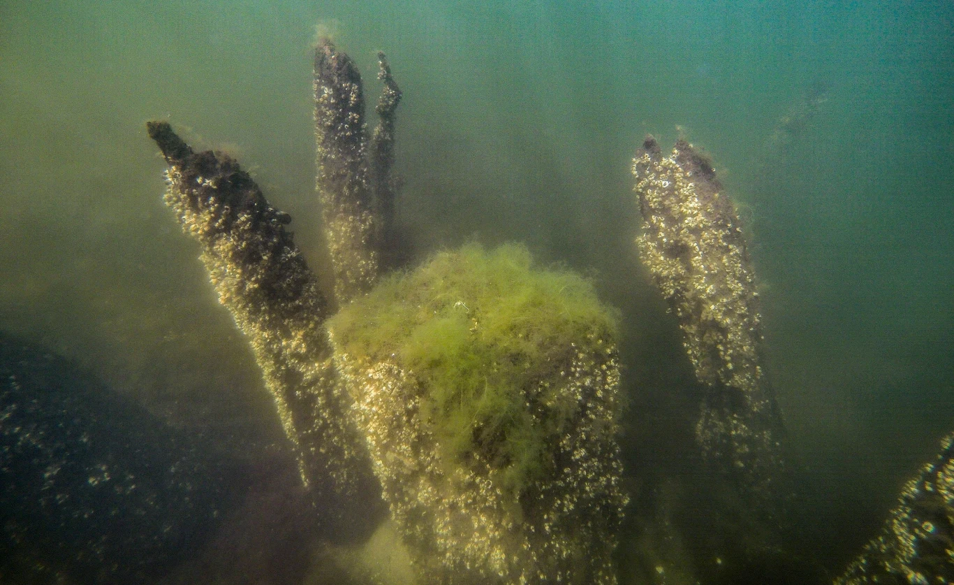 Zdjęcia autorstwa Marcina Trzcińskiego z badań zatopionego portu w Zatoce Puckiej dzięki uprzejmości dr. Mateusza Popka. Drewniane pale pod wodą pokryte są małżami i porośnięte zielonymi glonami, otoczone mętną, zielonkawą wodą.