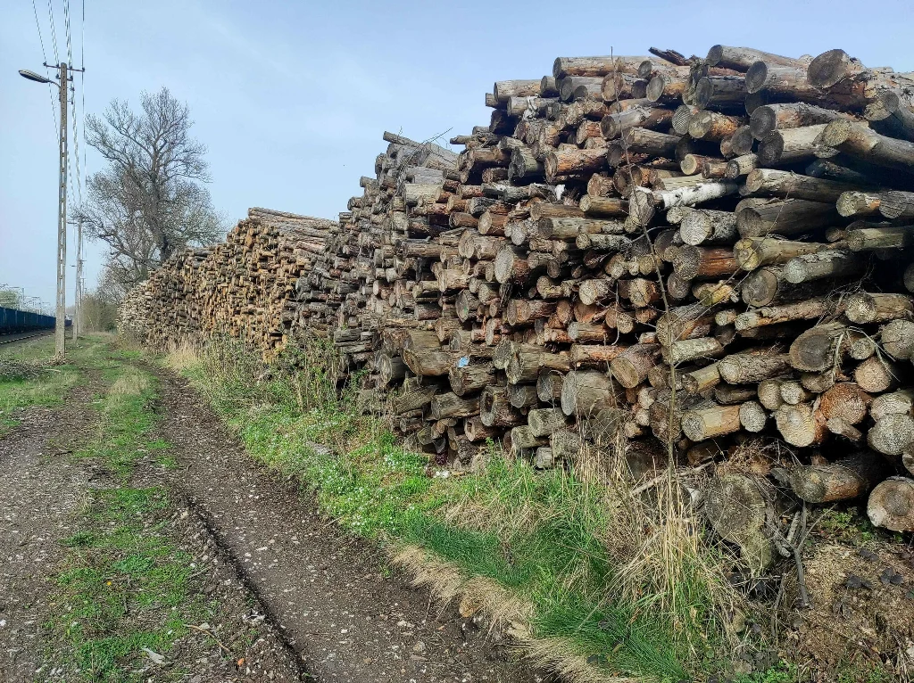 Import biomasy może kosztować 50 mld zł w 10 lat