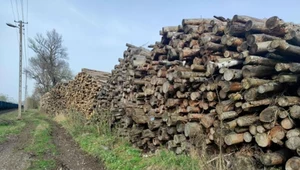Zwiększenie udziału biomasy - większa presja na lasy 