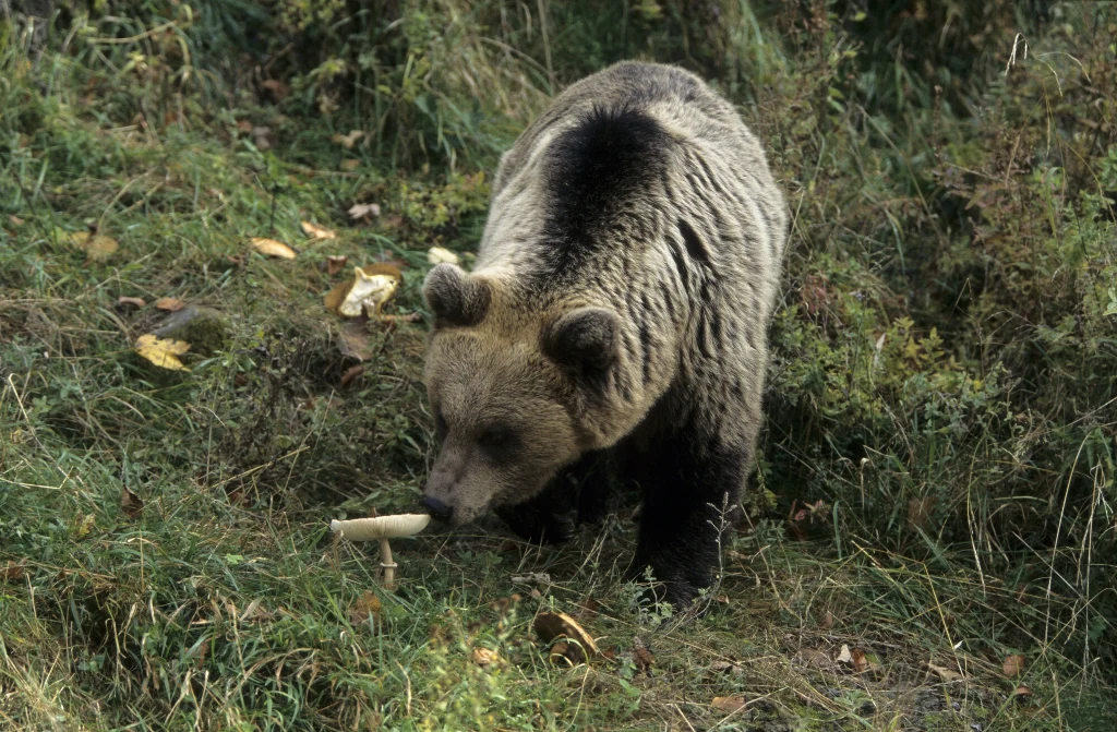 Niedźwiedź brunatny przechadza się po trawie wśród liści, obok grzyba rosnącego na ziemi, otoczony naturalną roślinnością.