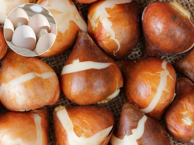 Sadzenie tulipanów w wytłaczankach po jajkach to sprytny trik na piękne kwiaty Sadzenie tulipanów w wytłaczankach po jajkach to sprytny trik na piękne kwiaty