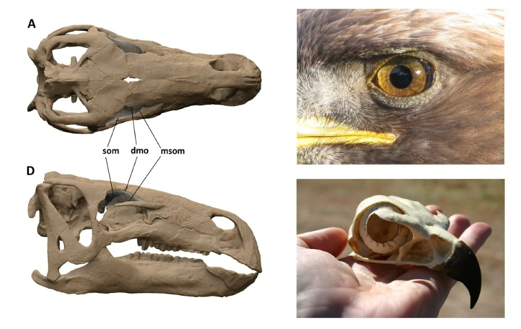 Porównanie czaszek prawdopodobnie dinozaura i ptaka drapieżnego, zbliżenie oka drapieżnego ptaka oraz trzymana w dłoni czaszka ptaka z charakterystycznym wygiętym dziobem.