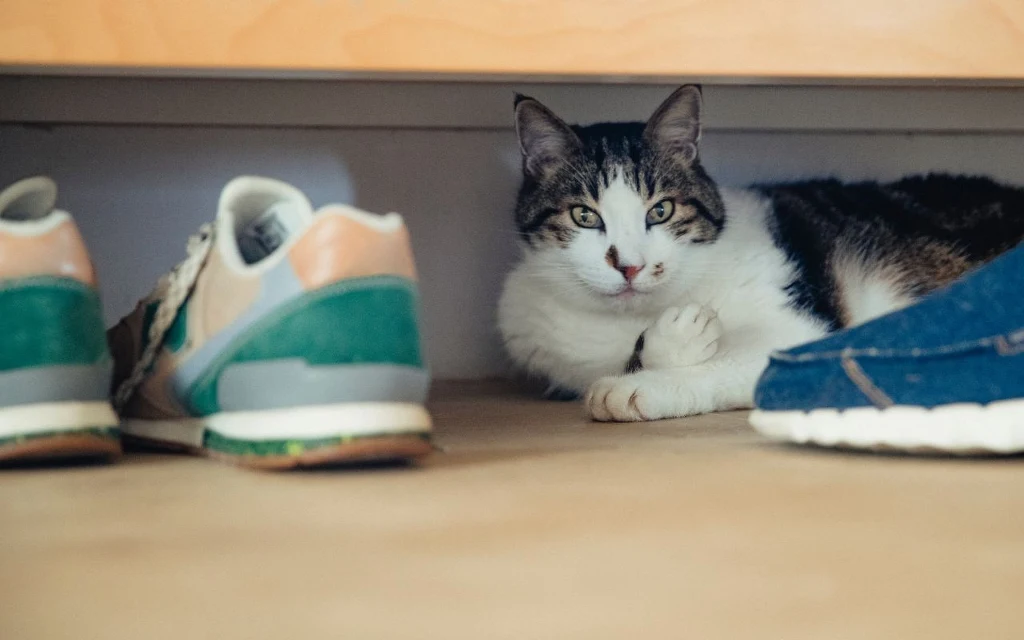 Zachowanie kota, które świadczy o poczuciu bezpieczeństwa i głębokiej więzi Zachowanie kota, które świadczy o poczuciu bezpieczeństwa i głębokiej więzi