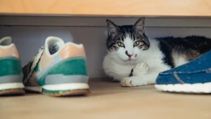 Czemu kota przyciągają twoje buty? Odpowiedź kryje się w zapachu