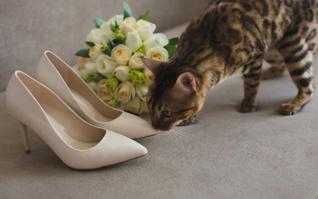 Kot zainteresował się twoimi butami? Ma ku temu ważny powód Beżowe szpilki ustawione obok bukietu białych i kremowych róż, obok których stoi kot o pręgowanej sierści, wąchający jeden z butów.