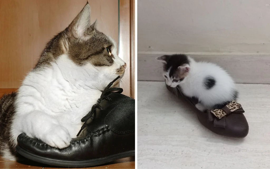 Zwierzęca mowa miłości. Poznasz to po butach Dwa koty położone na butach – po lewej dorosły kot w półprofilu odpoczywa z łapą na czarnym bucie, po prawej kociak leży wewnątrz damskiego buta z kokardą na jasnej podłodze.
